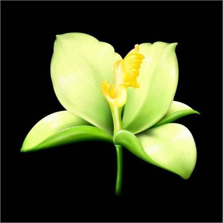 用Painter绘制逼真百合花 全福编程网