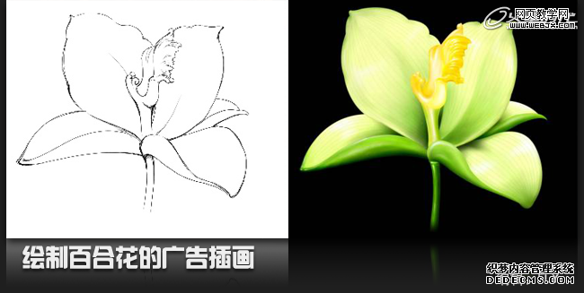 Painter7和WACOM数位板绘制百合花 全福编程网