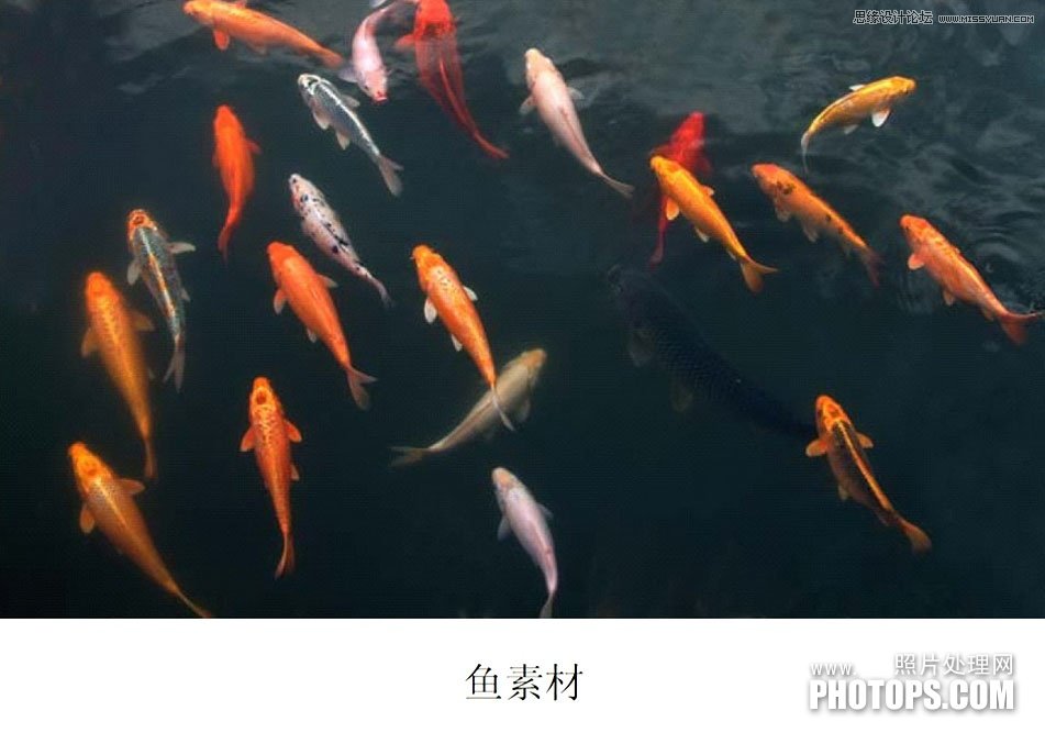 Photoshop使用废弃的荷花图制作戏鱼图封面,52photoshop教程