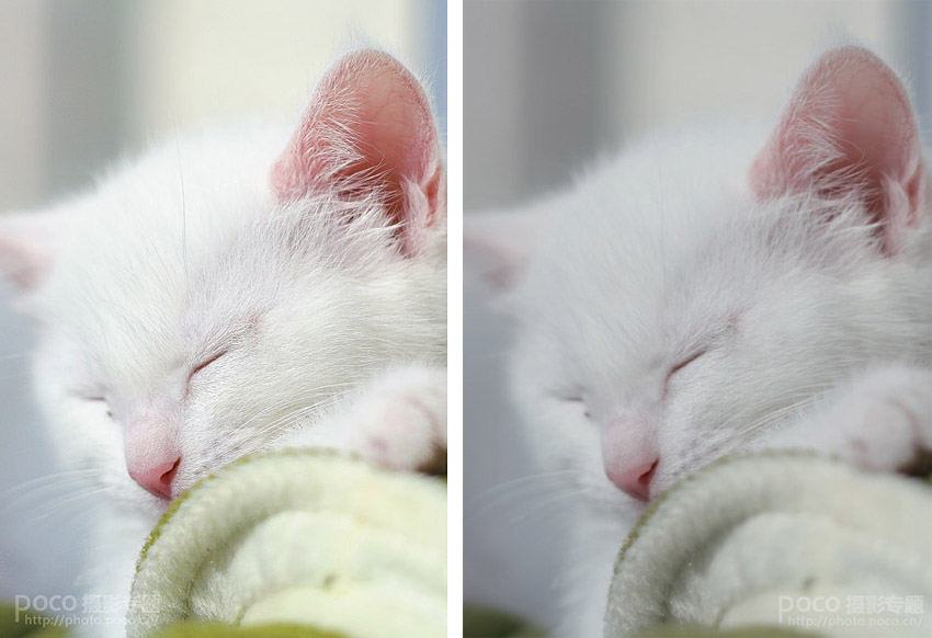Photoshop三步子制作锐化效果的猫咪毛发 全福编程网