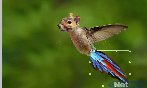 photoshop合成：合成一个玄幻动物