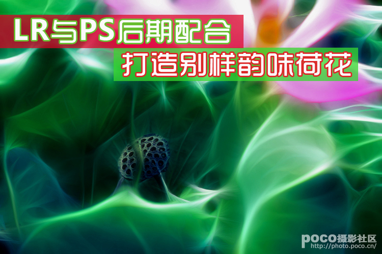 PS与LR打造别样荷花照片技巧 全福编程网教程