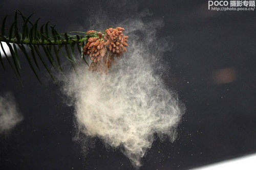 如诗如画 如何用后期给花卉增添写意烟缕