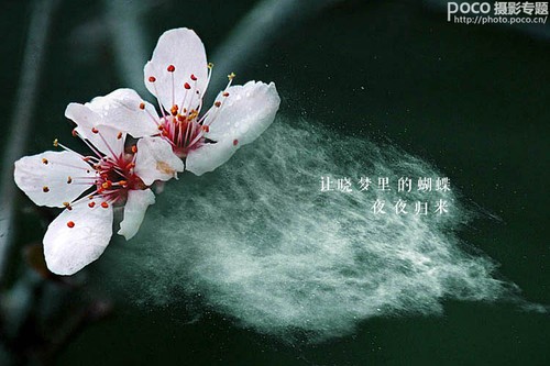 如诗如画 如何用后期给花卉增添写意烟缕