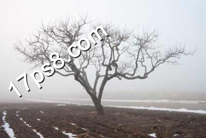 ps合成 ps教程 荒野枯树