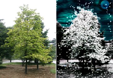 PhotoShop把普通小树打造为雪天的圣诞树  全福编程网教程