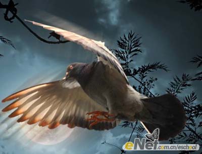 PS合成夜空中飞翔的鸽子效果 全福编程网
