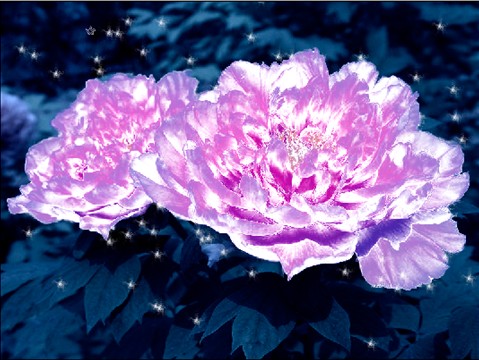 photoshop制作水晶牡丹效果图  全福编程网