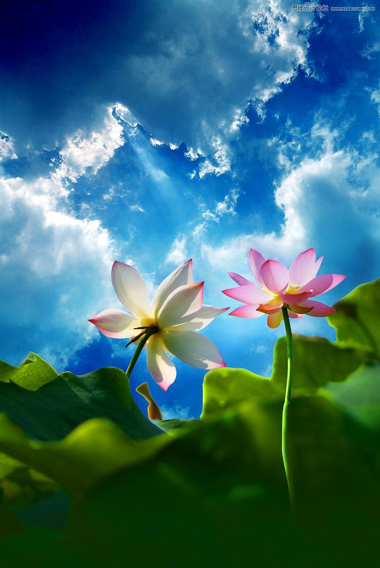 PhotoShop利用素材合成天空下的荷花图教程 全福编程网