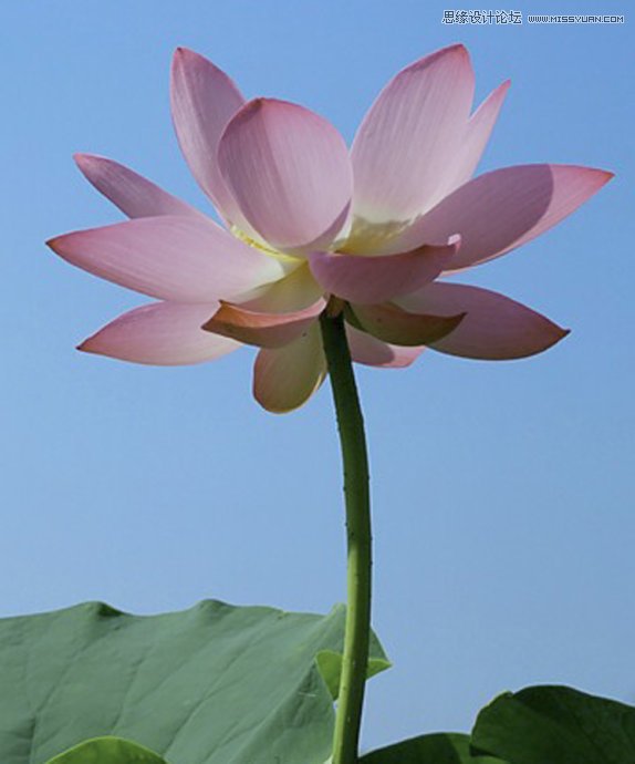 Photoshop合成色彩艳丽的荷花图,PS教程,思缘教程网