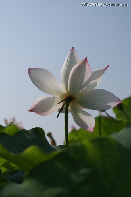Photoshop合成色彩艳丽的荷花图,PS教程,思缘教程网