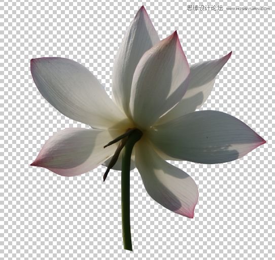 Photoshop合成色彩艳丽的荷花图,PS教程,思缘教程网