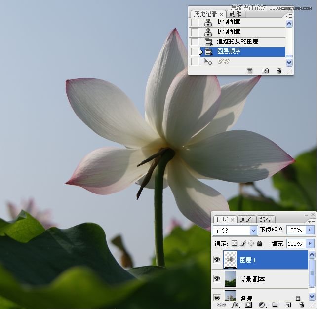 Photoshop合成色彩艳丽的荷花图,PS教程,思缘教程网