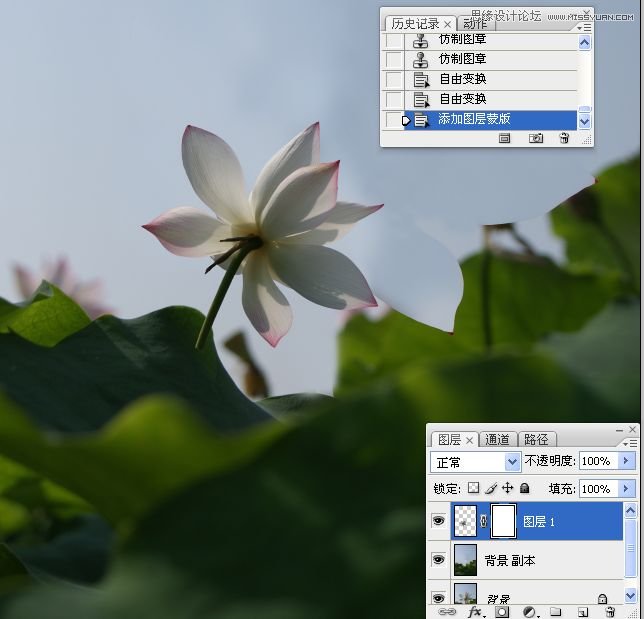 Photoshop合成色彩艳丽的荷花图,PS教程,思缘教程网